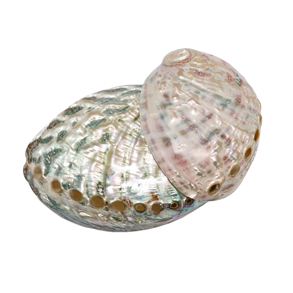 abalone-shell-smudge-bowl4